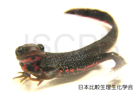 Cynops pyrrhogaster Nakamura.jpg