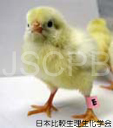 Gallus gallus var.domesticus Takeuchi.jpg