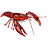 Procambarus-48.png