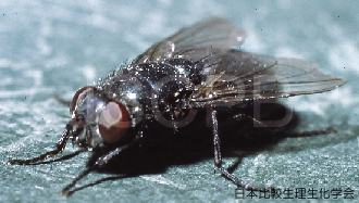 Protophormia terraenovae Shiga.jpg