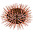 Urchin-48.png