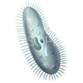 Paramecium-128.png