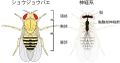 2019年5月13日 (月) 09:48時点における版のサムネイル