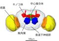 2019年5月13日 (月) 09:55時点における版のサムネイル